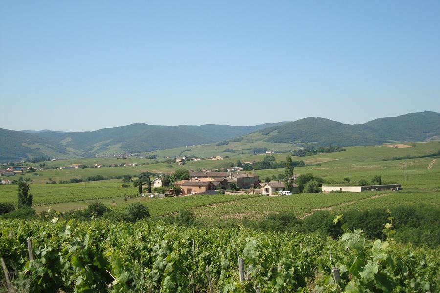 Régnié_Domaine Striffling