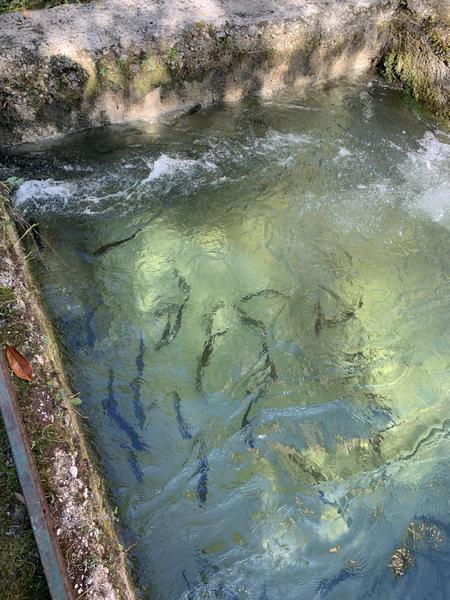 Notre vivier à truite
