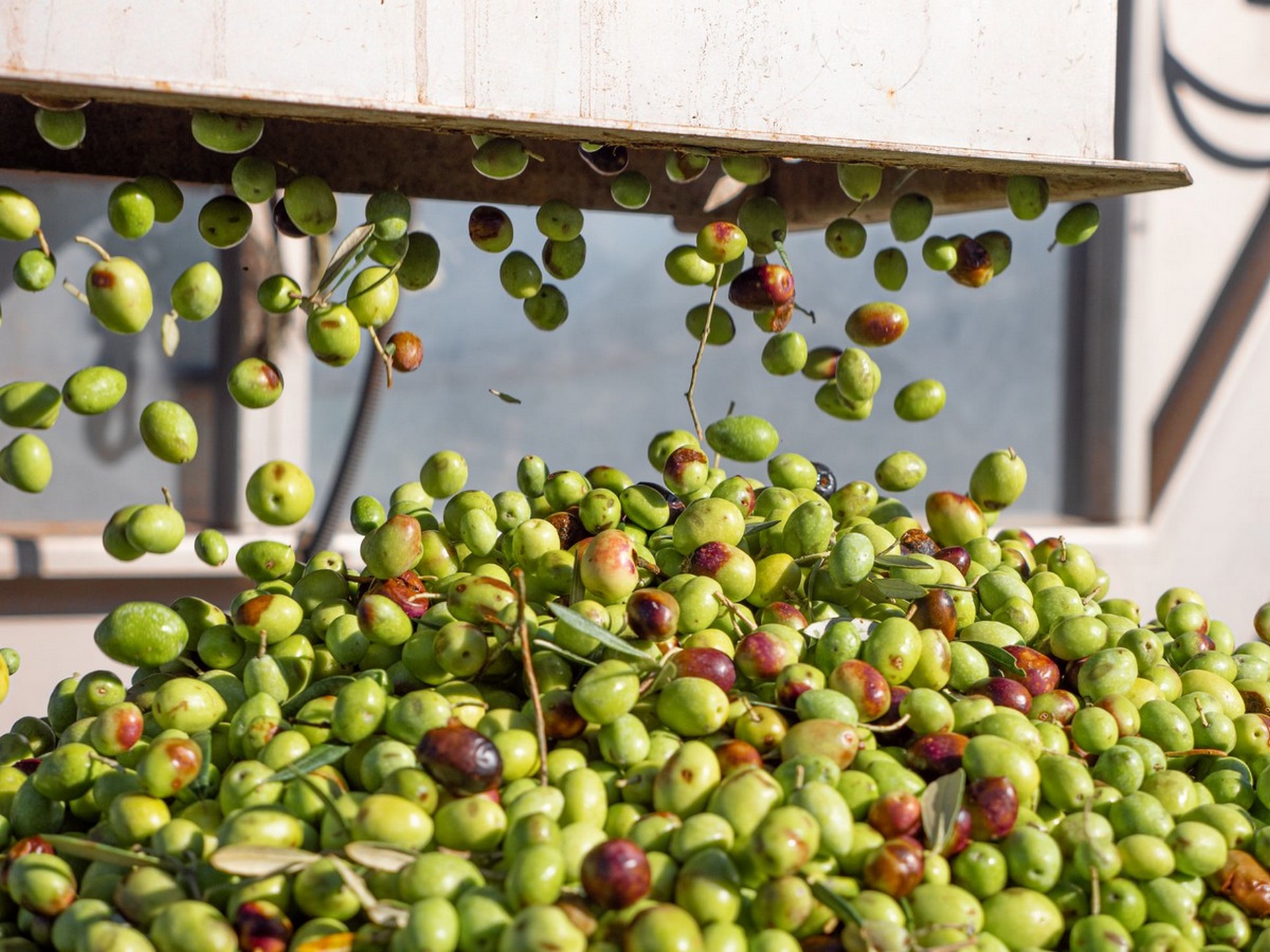 Le Grenier à Olives