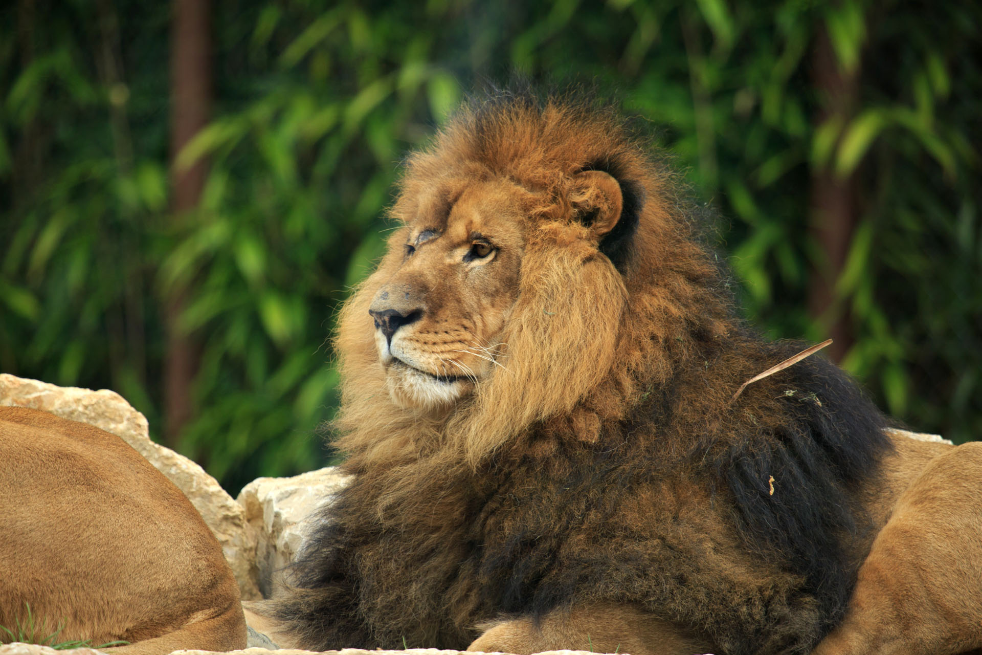 Opening of zoo Domaine des Fauves