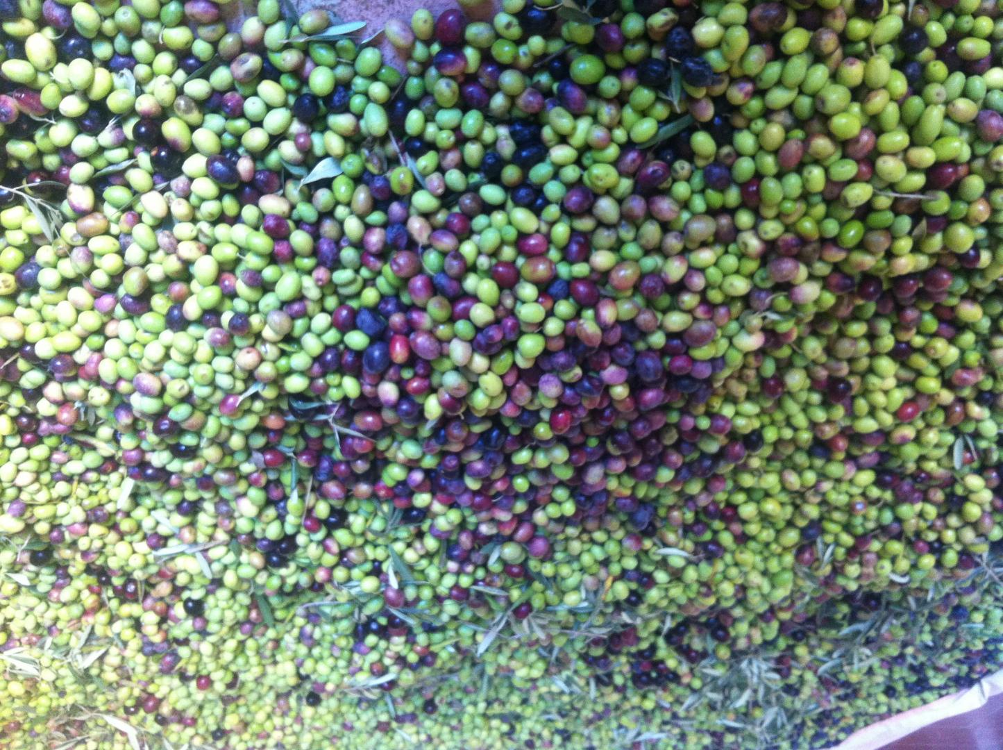 La Feuillère, Saint-Antonin-sur-Bayon - photo 13