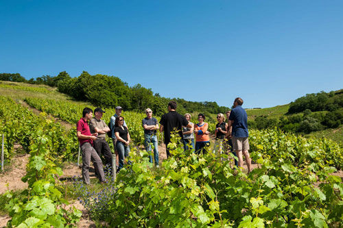 visite commentée au Château de Javernand à  Chiroubles