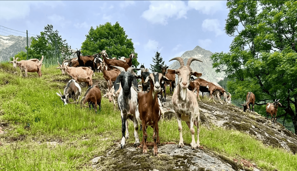 La ferme ouvre ses portes