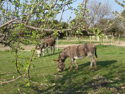 Le Pré de Marie, Alleins - photo 8