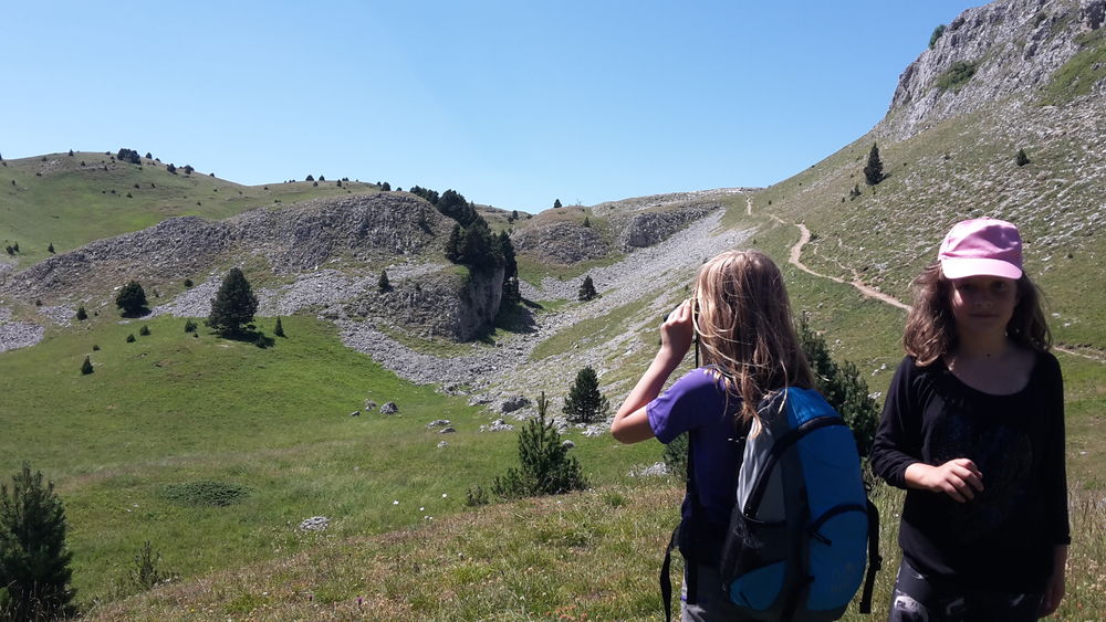 Observation animalière dans les alpage