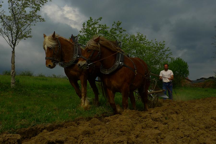 Le Château partagé_Dullin