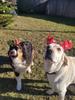 Passion Dog 04_Castellane