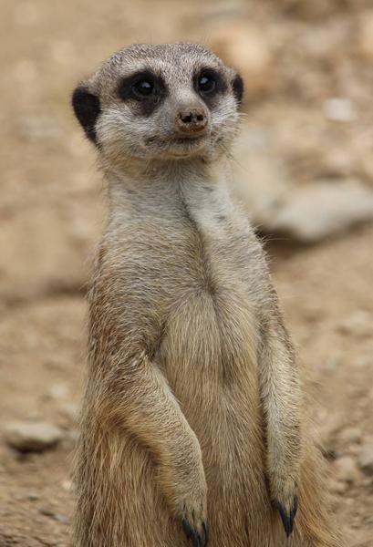 Visite guidée du Jardin Zoologique Tropical_La Londe-les-Maures