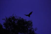 SUR LA PISTE DES CHAUVES-SOURIS_La Tronche