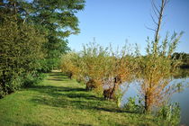 Etang des boirons