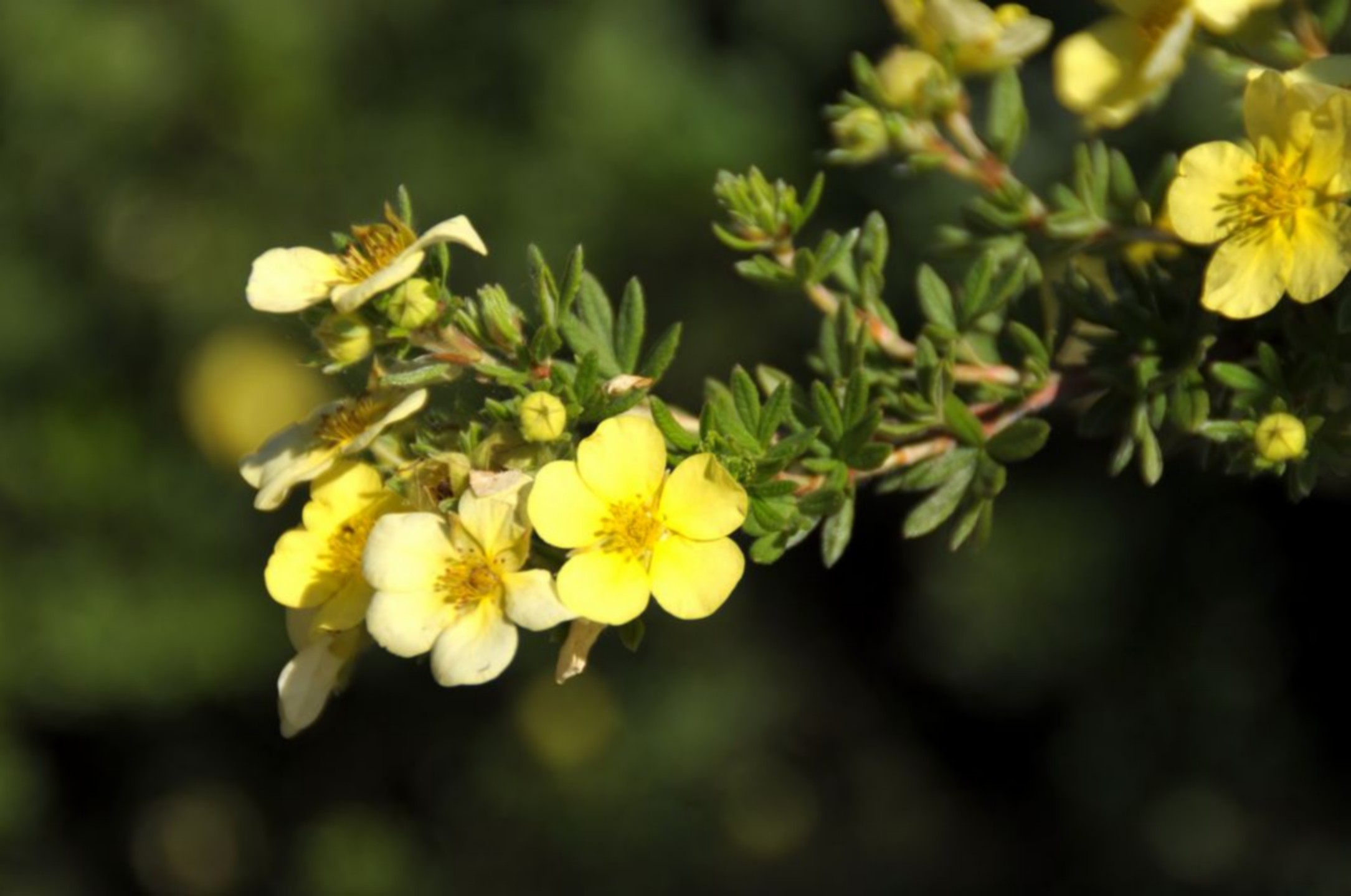 Le Jardin d'Alcinoos