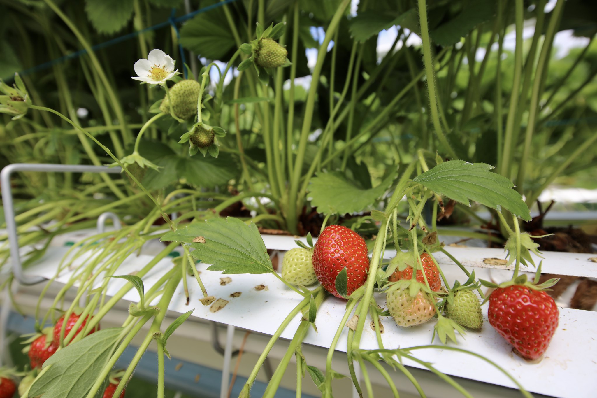 La Fraiseraie de Houdan CD78 Nicolas Duprey