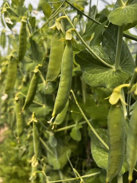 Production de notre jardin