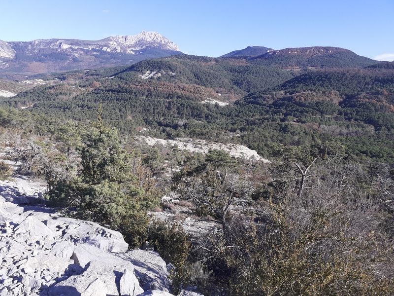 Les vautours de la Rive gauche