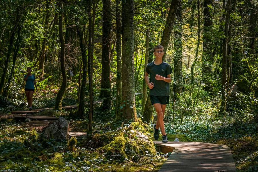 cheminement bois moussu