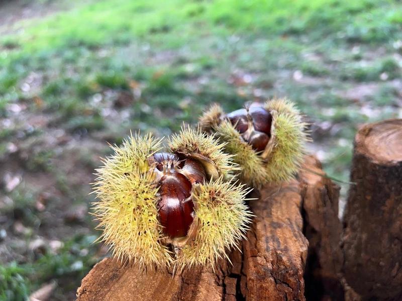 Visite de la Châtaigneraie Godissard