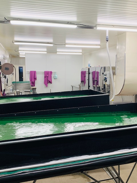 La Spiruline des Oliviers (EARL La Perdrerie) - photo 5