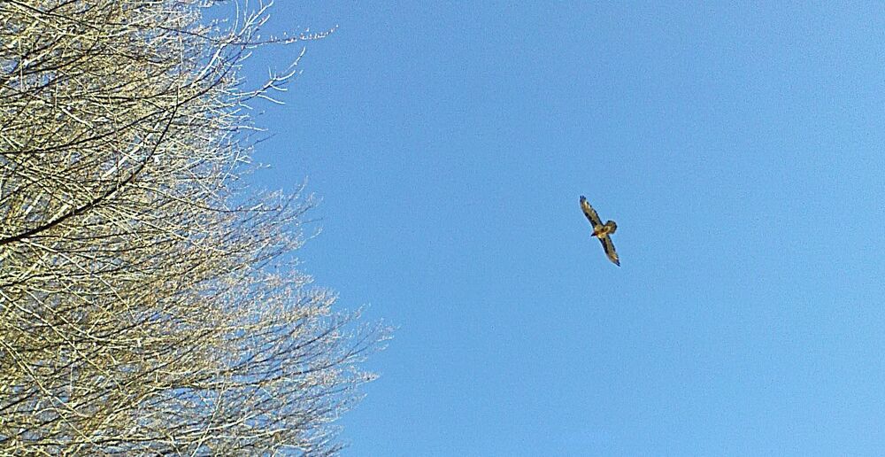 Sentier pédestre : Doran par le sentier du Gypaète