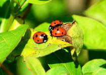 50 nuances de coccinelles_Arcon