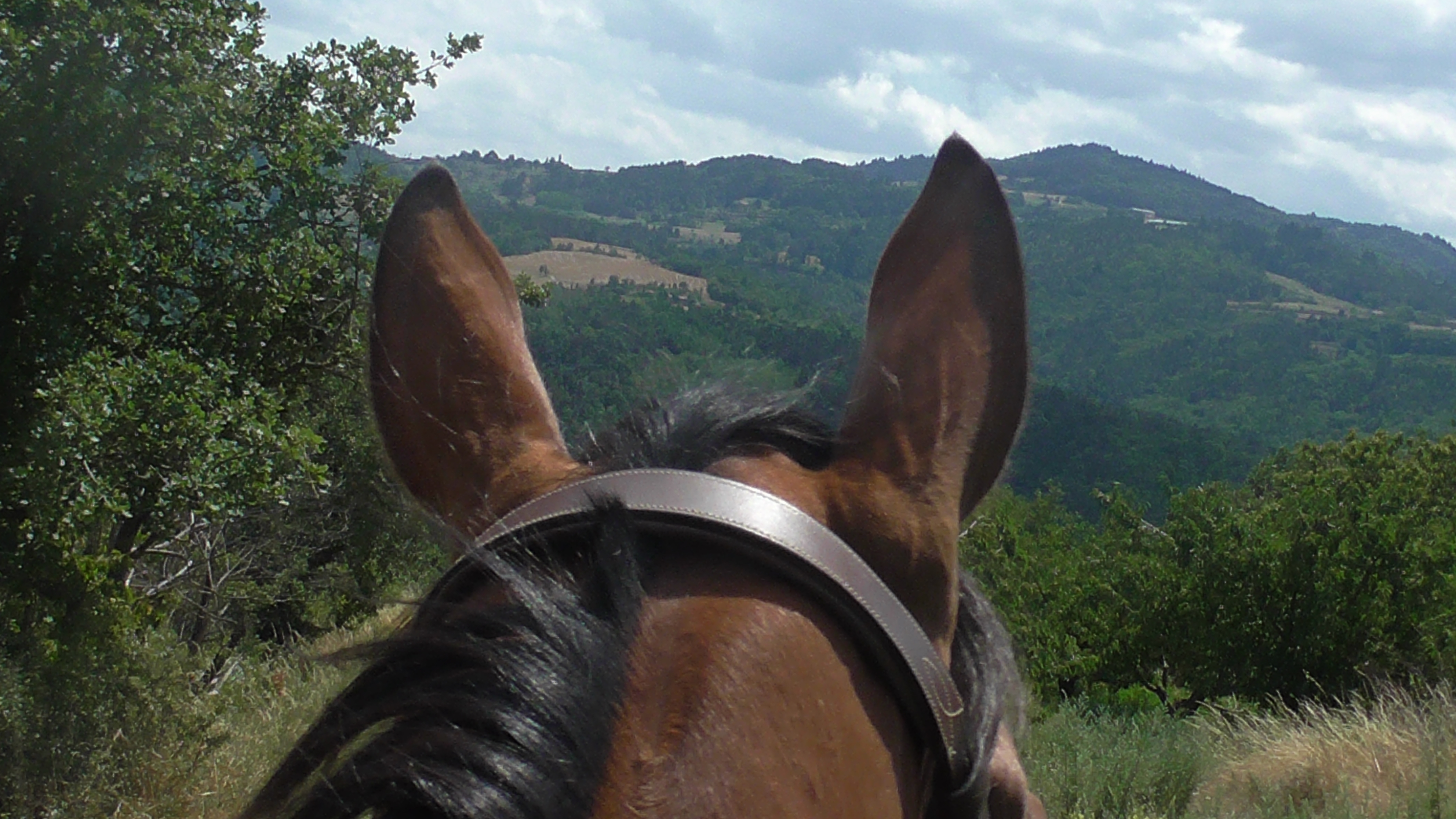 Randonnée avec les Ecuries de Longchamp