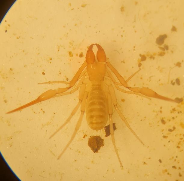 Visite de lété Faune des cavernes