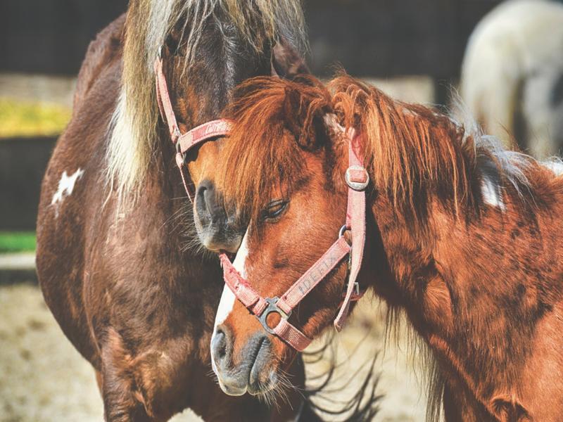 Centre équestre Les cavaliers du plaisir