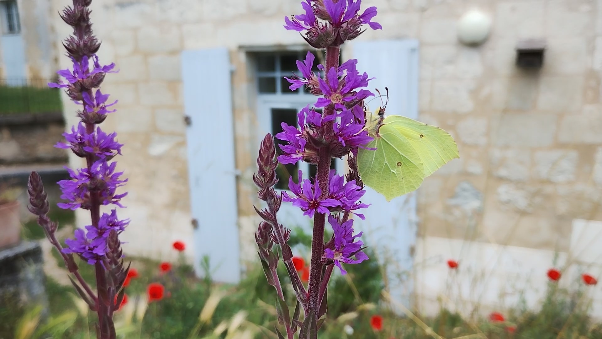 Papillons, attrapez les tous - Sortie nature été actif