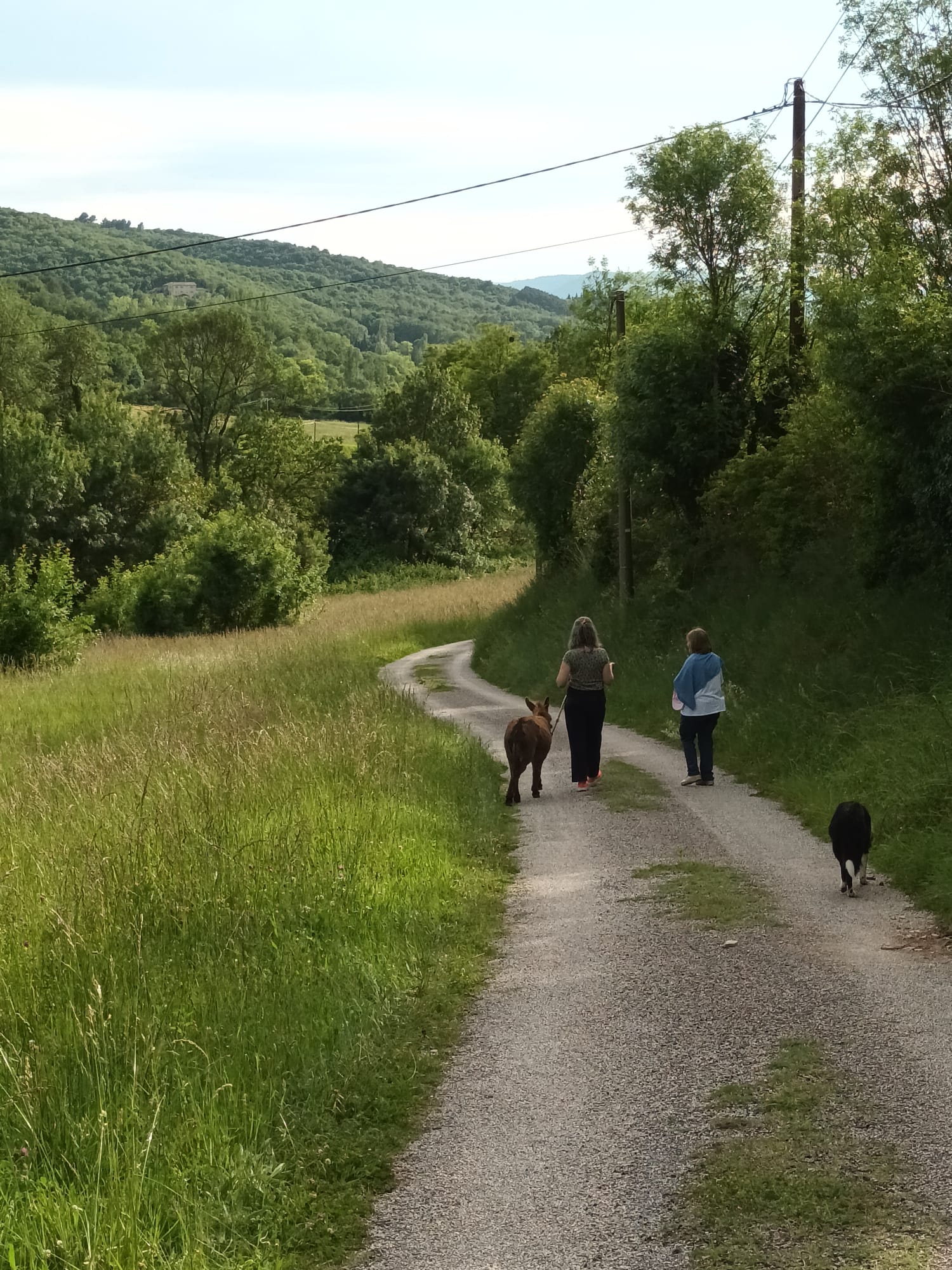 Balades avec les ânes