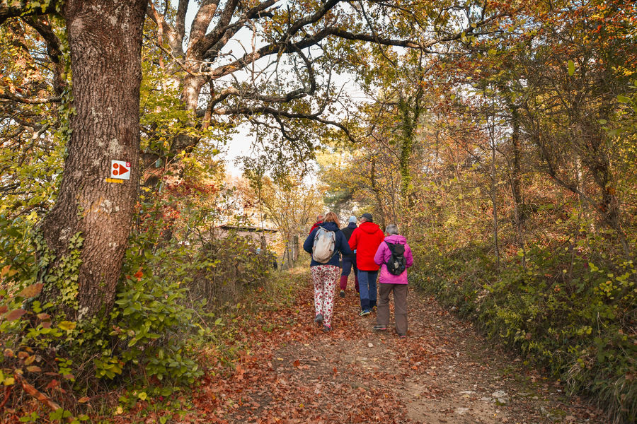 Chemin forestier Portes en Valdaine