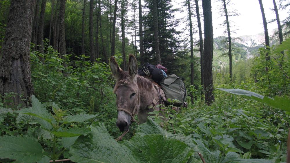 Randonnée montagne avec des ânes : 2 jours_Les Déserts