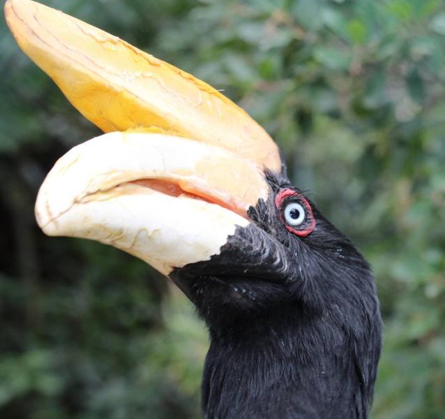 Visite guidée du Jardin Zoologique Tropical_La Londe-les-Maures