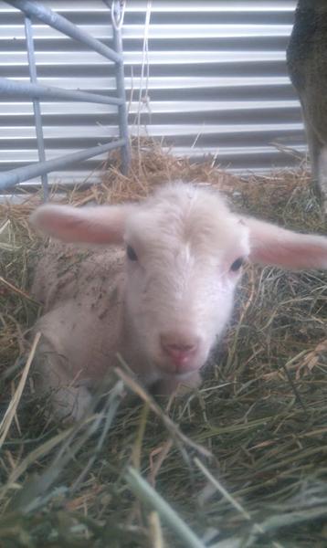 Agneau - Le Boscodon CROTS - © sanmartin
