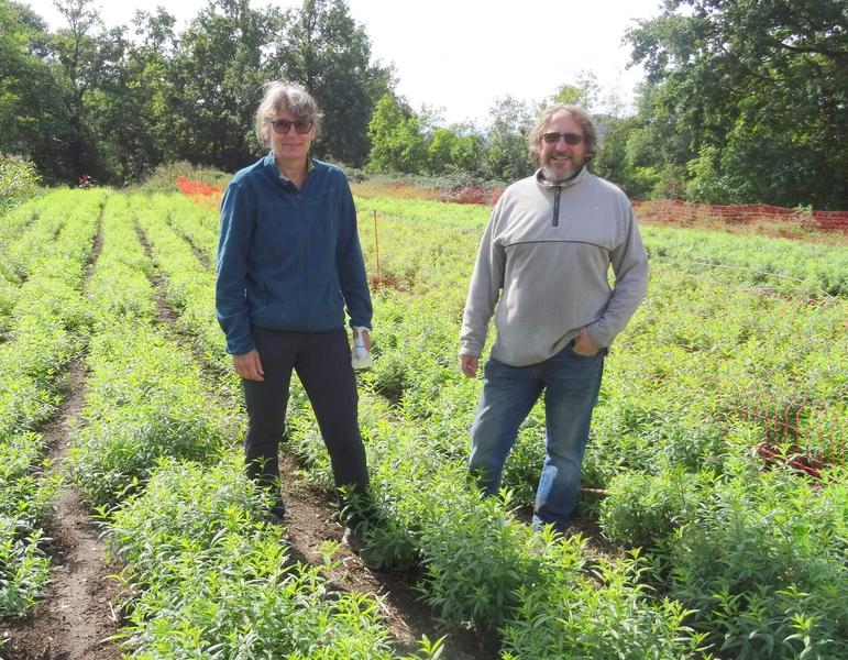 Fleurs de Verveine Rosieres
