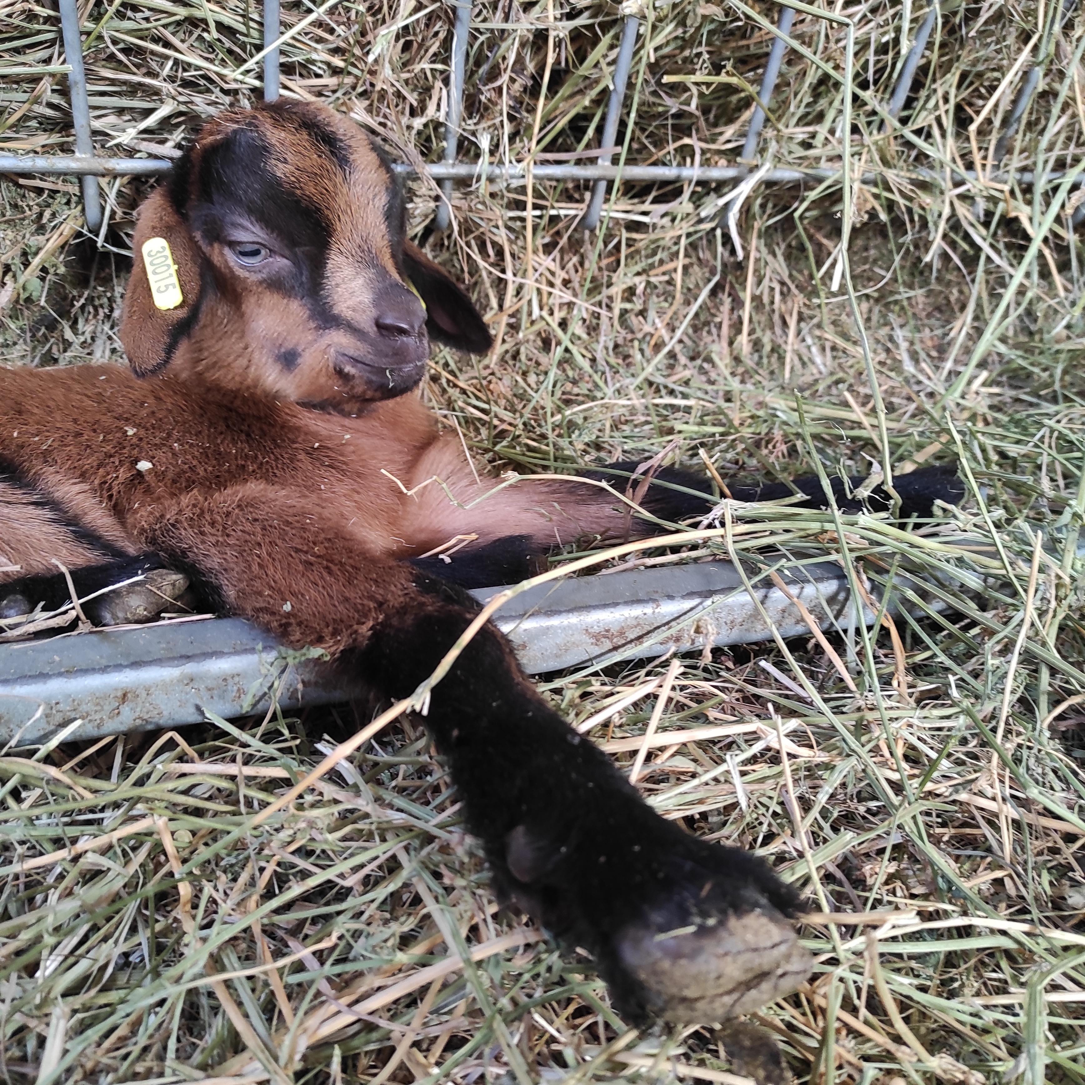 Chèvrerie Saint Antonin