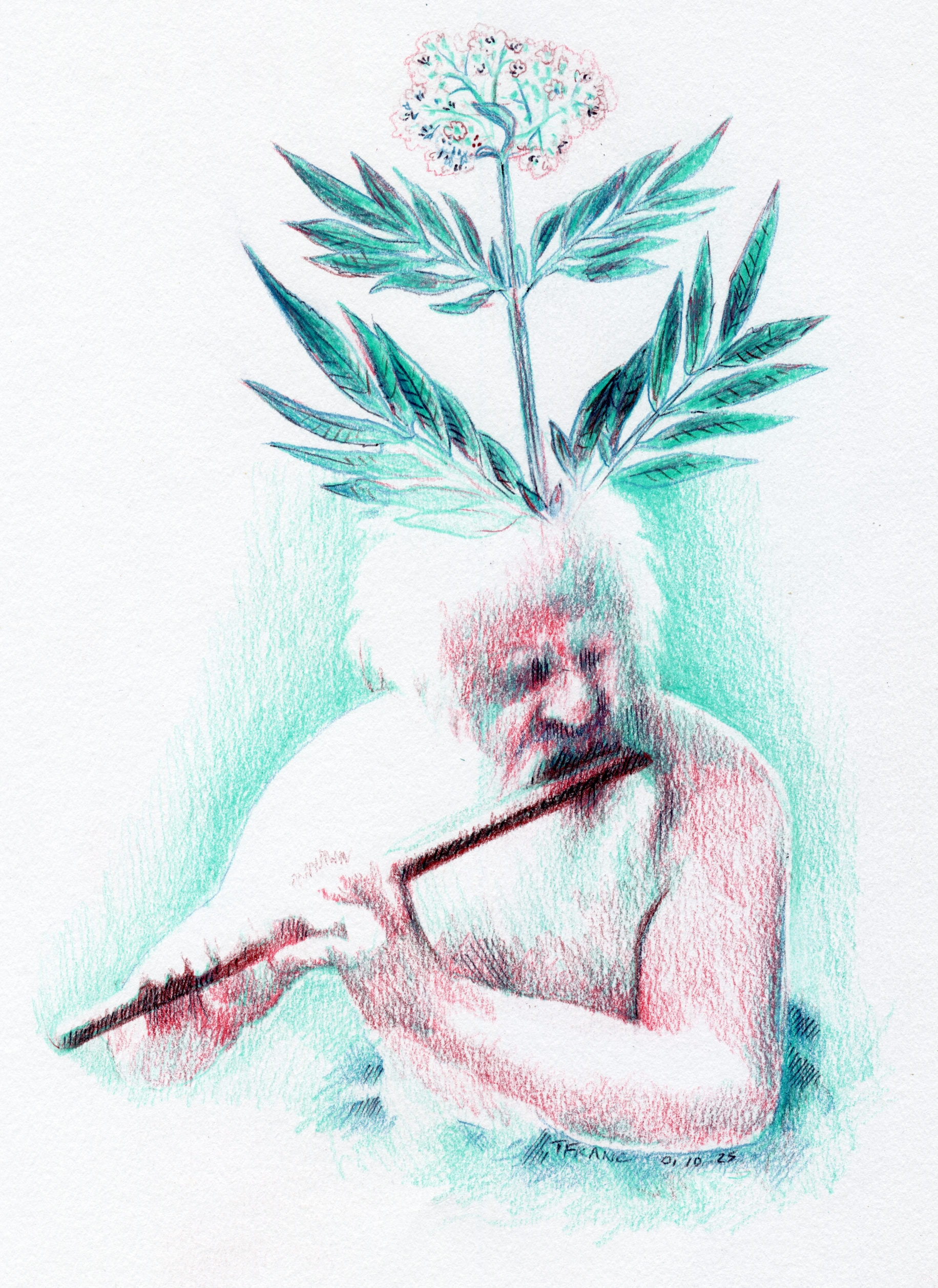 Malherbes, Plantes sorcières du milieu urbain