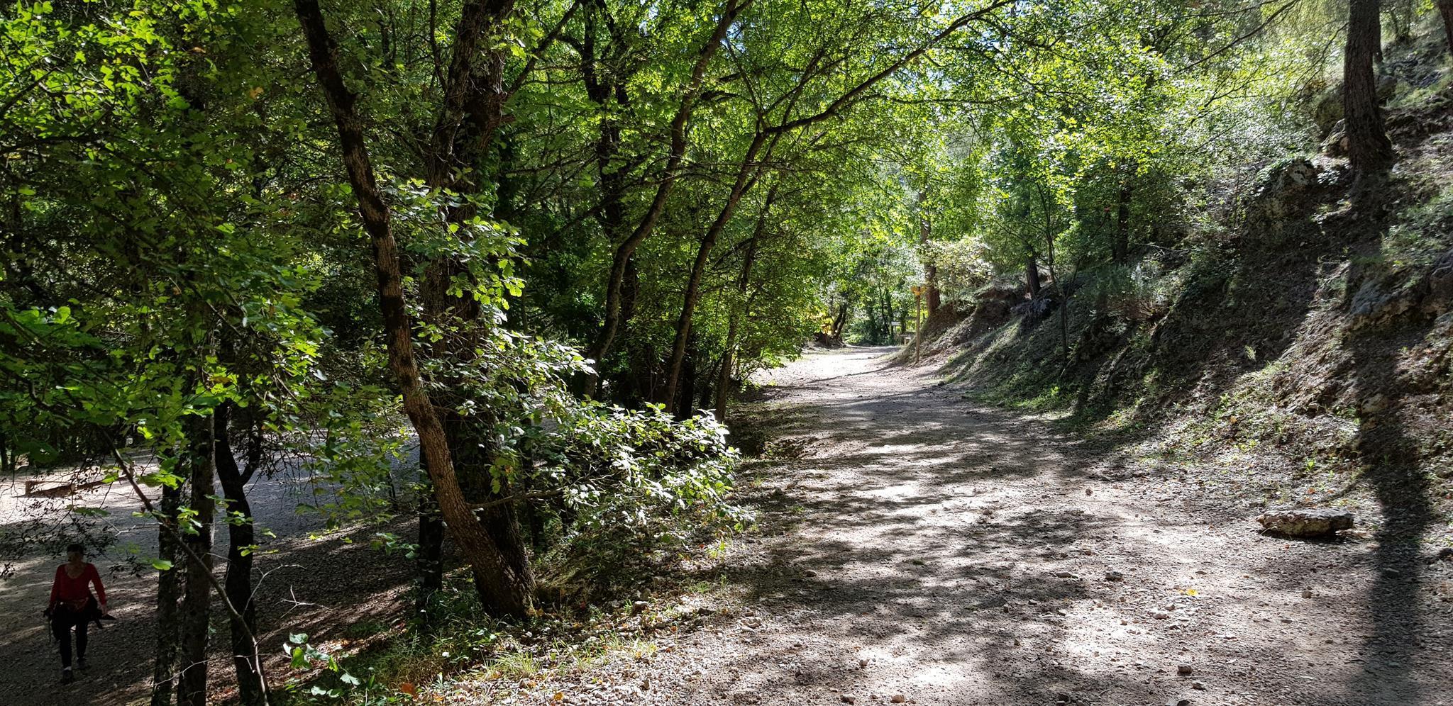 Les Cyprès