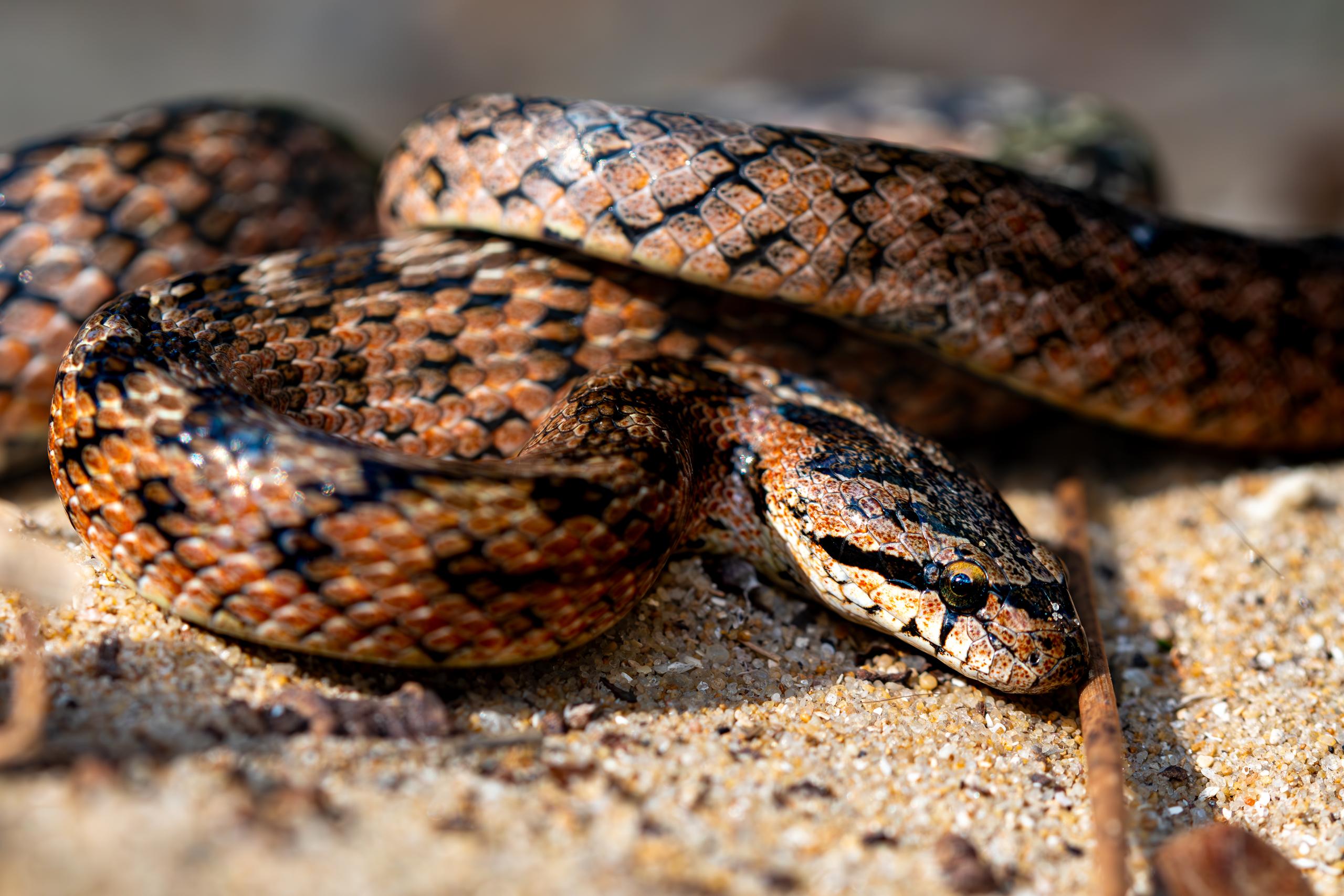 Ciné échange "Des serpents dans nos têtes"