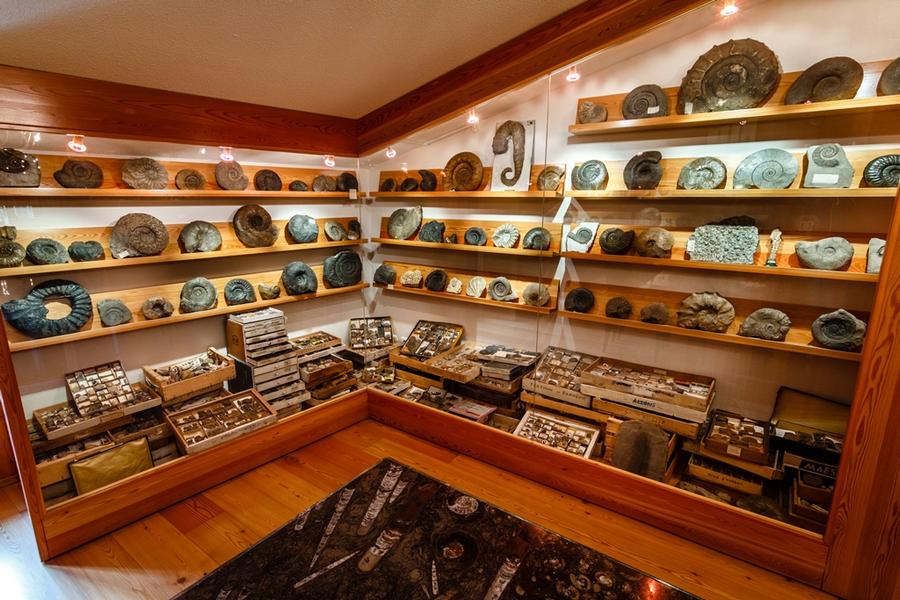 Exposition de fossiles