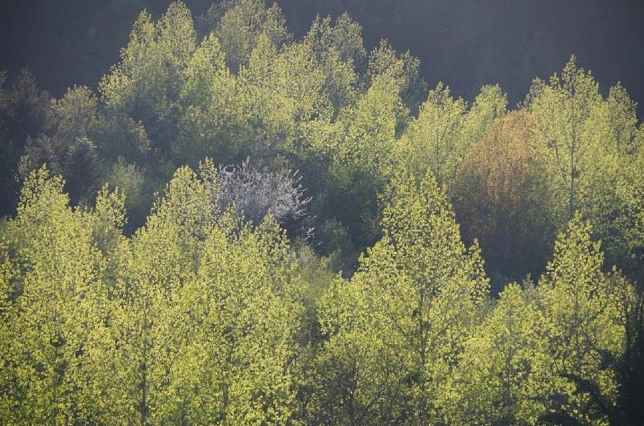 Gîte du Grand Peisselay à VALSONNE (Rhône - Beaujolais Vert) : l\'environnement.