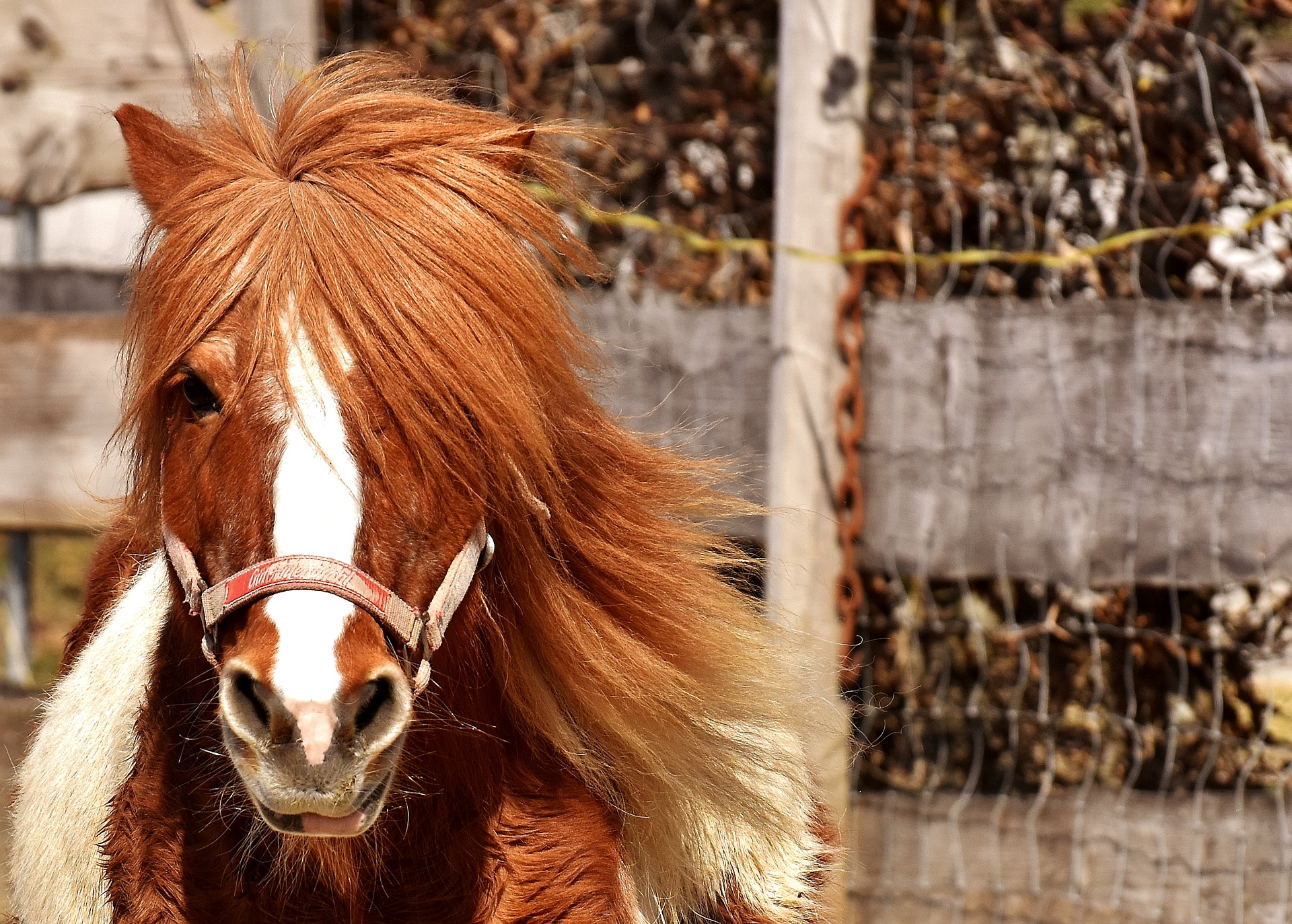 Balade à poneys