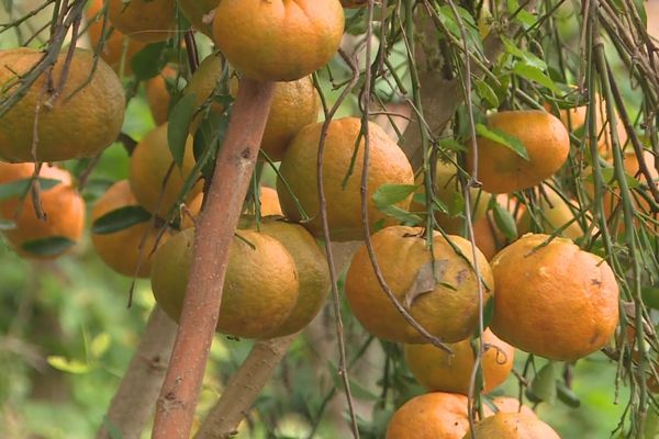 Marché spécial Mandarine et fruits à la Tribu d'Emma à Canala