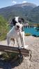 Passion Dog 04_Castellane