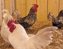 Parc Animalier - Aventure Floréval_Bruyères-le-Châtel