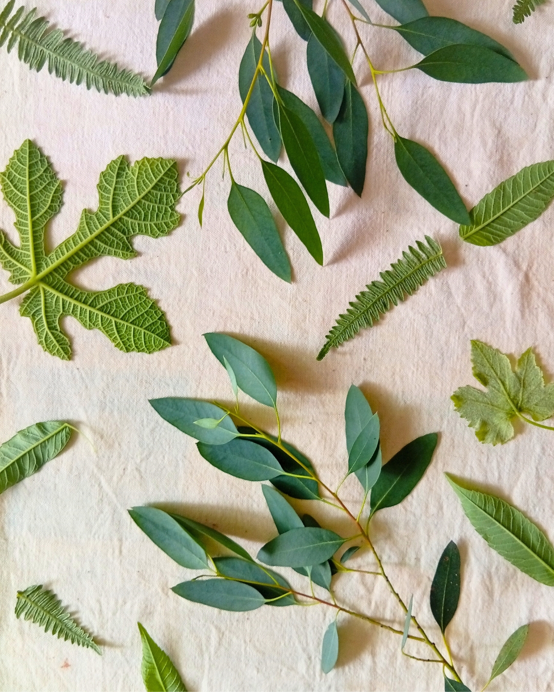 Atelier d'écoprint (impressions végétales sur tissu)