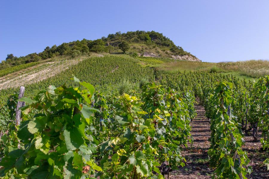 Les vignes du Bugey à Seillonaz