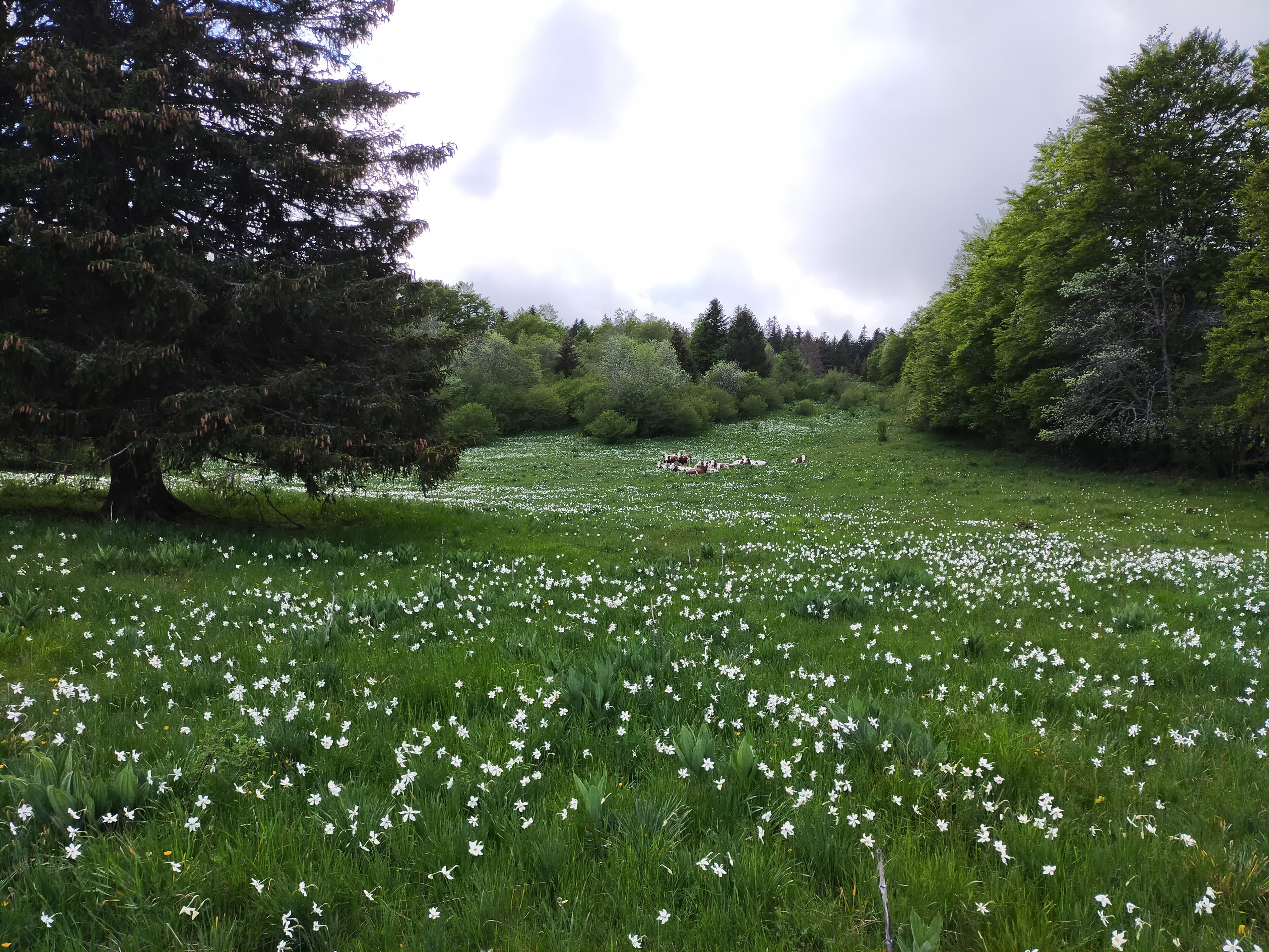 Sortie nature au Plateau de Retord_Valserhône