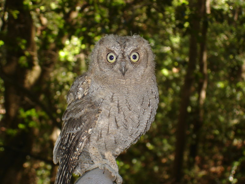 Hibou petit-duc