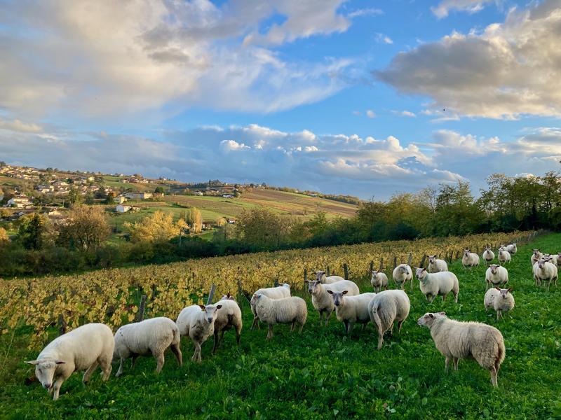 Moutons et vignes