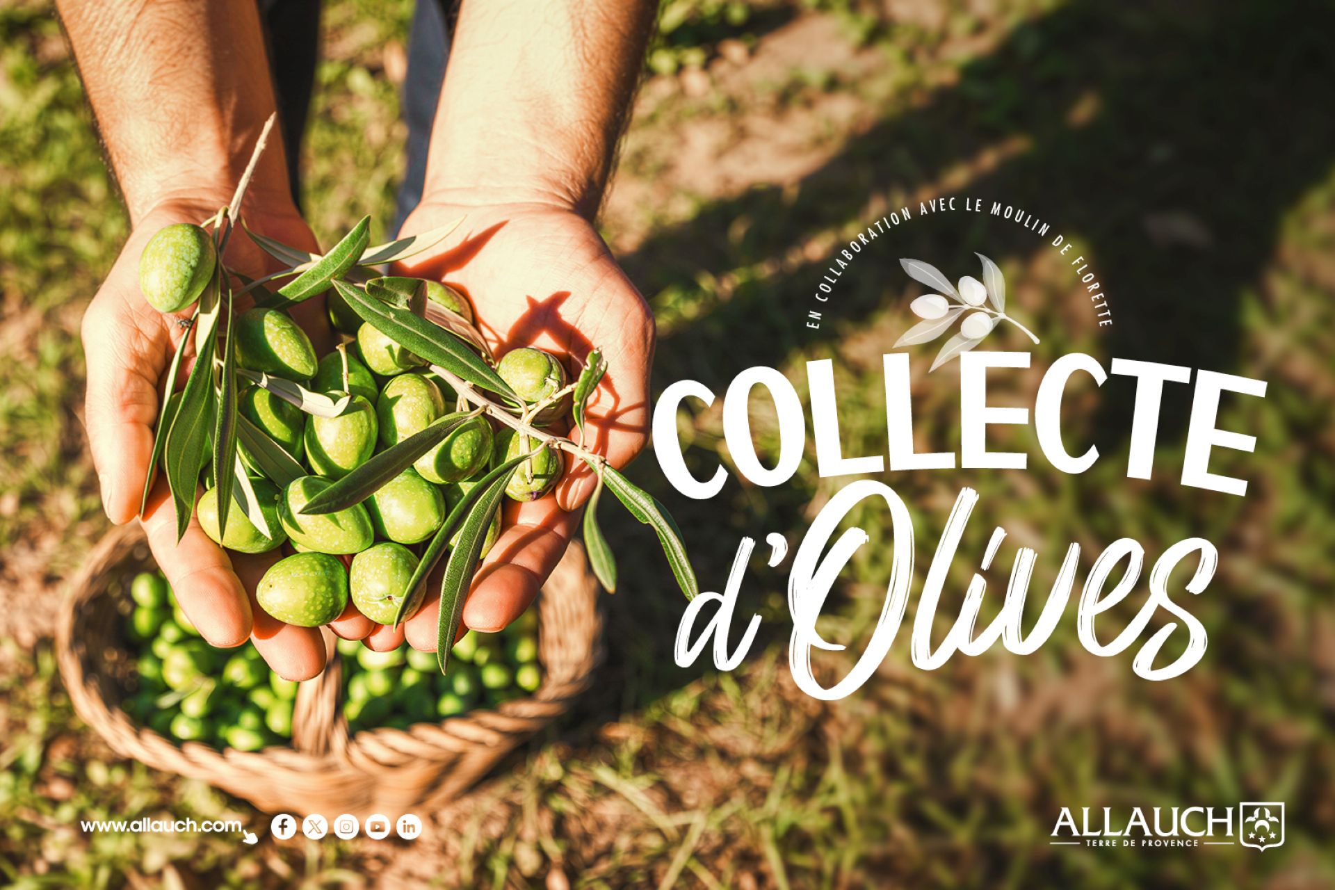Collecte d'olives