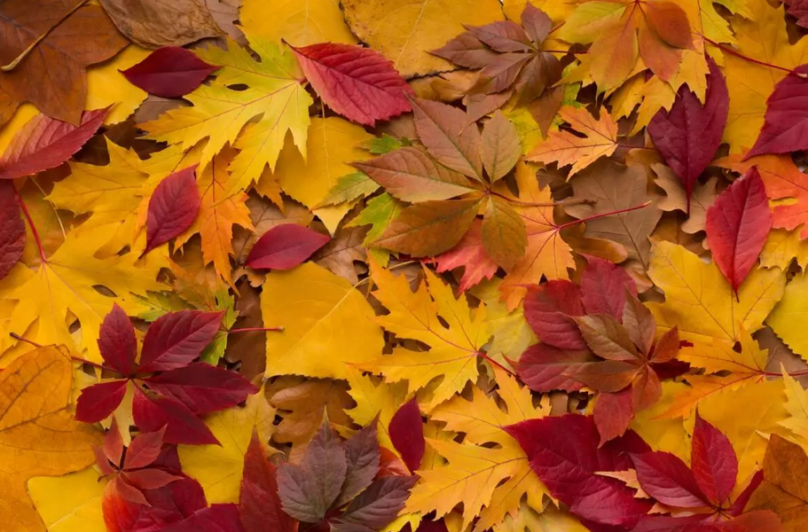 Atelier créatif : décoration automnale_Annecy